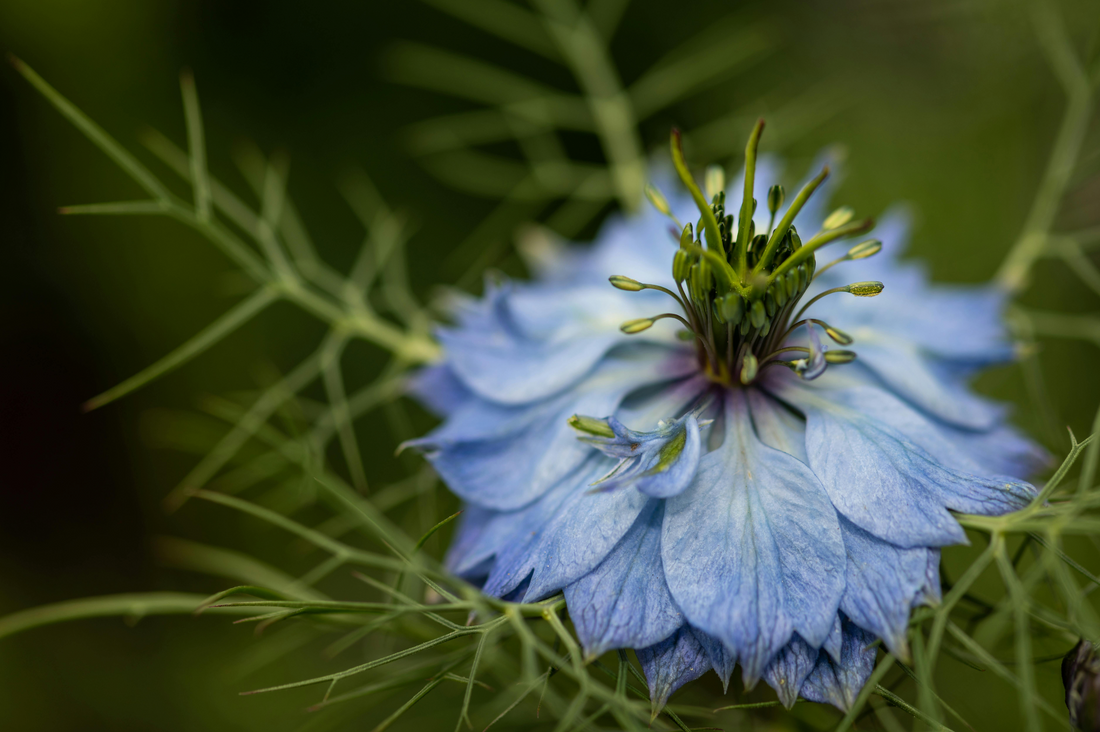 Les Vertus de l'Huile de Nigelle : Un Trésor pour la Santé et la Beauté